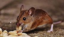 24 Hour & Emergency Exterminators in Ely, NV